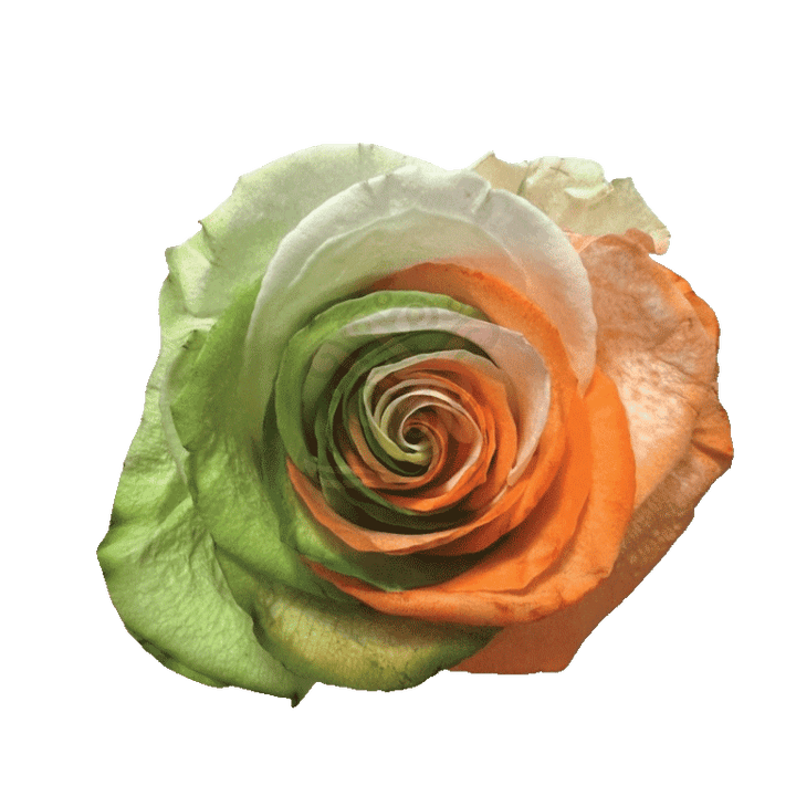 Ireland Spirit Tinted Roses