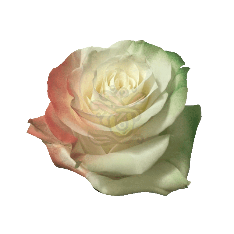 Irish Flag Tinted Roses 2