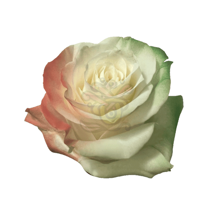 Irish Flag Tinted Roses 2