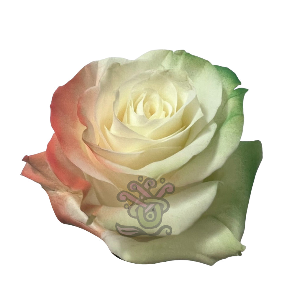Iris Flag Tinted Roses • Asiri Blooms