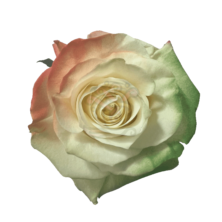 Irish Flag Tinted Roses