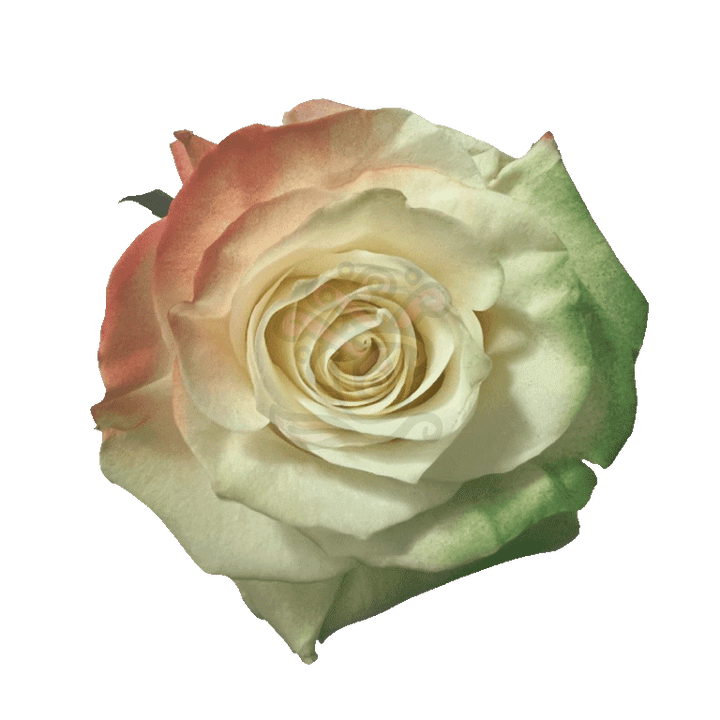 Irish Flag Tinted Roses