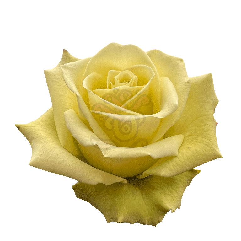 Jade Roses Green 2