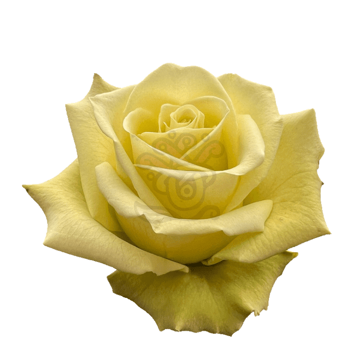 Jade Roses Green 2