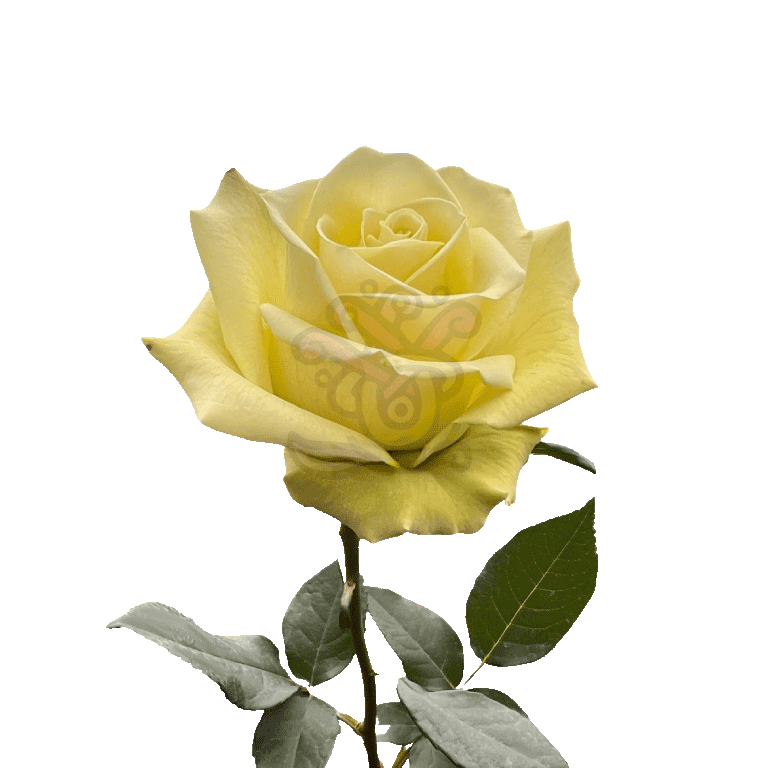 Jade Roses Green 3