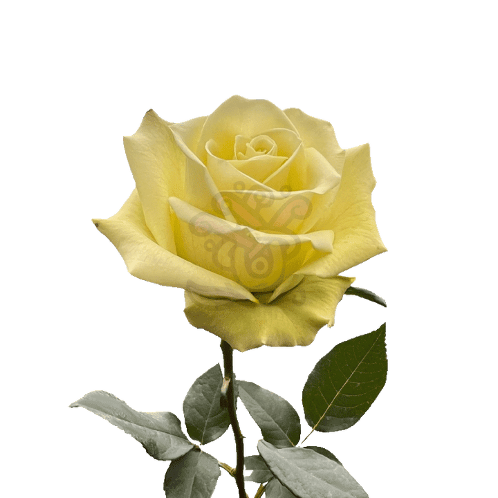 Jade Roses Green 3