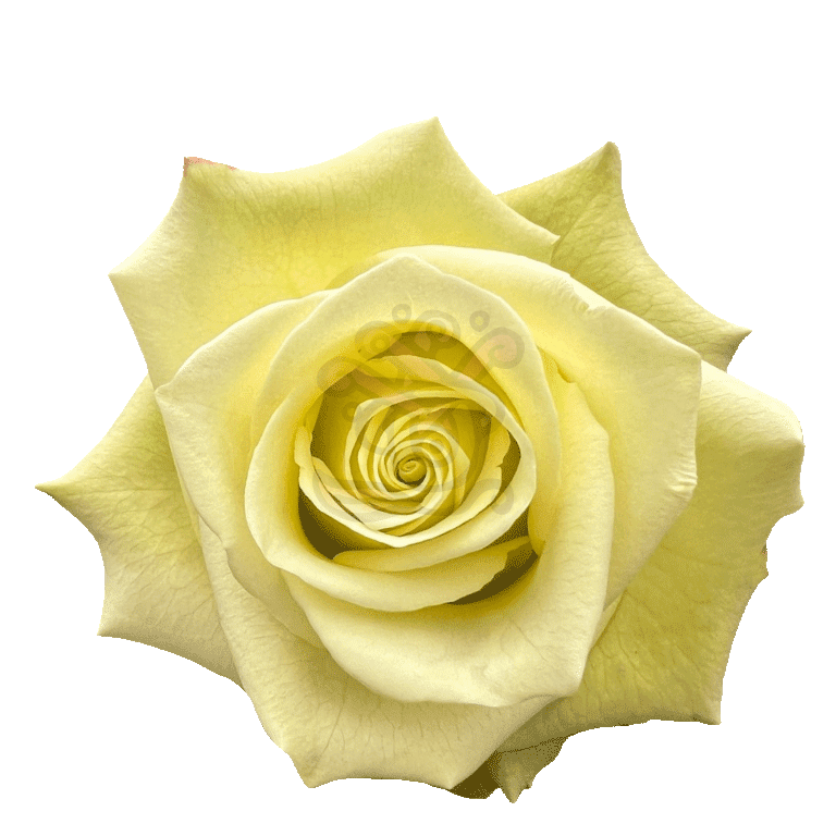 Jade Roses Green