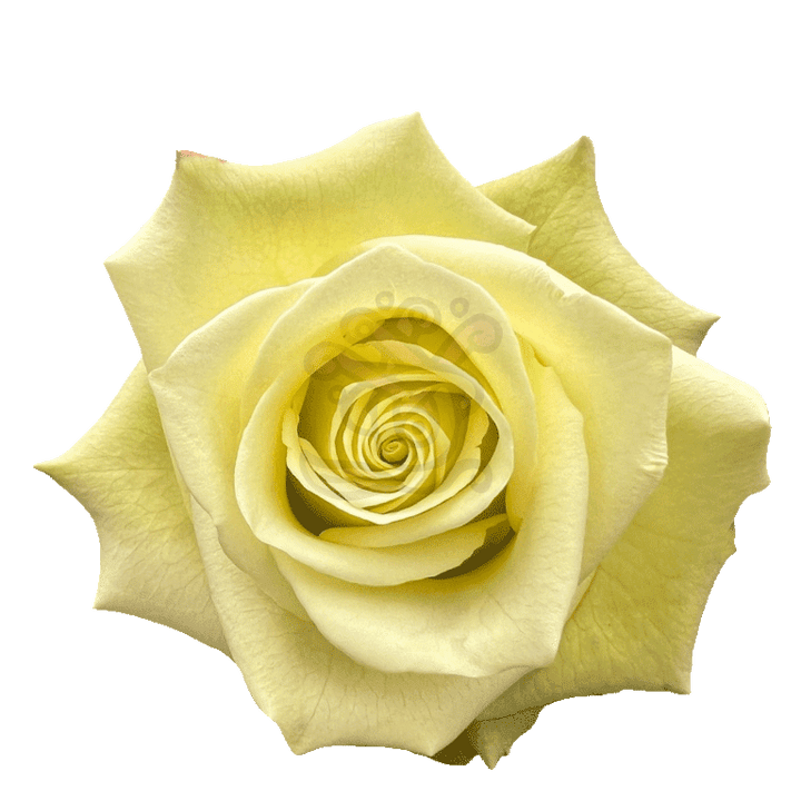 Jade Roses Green