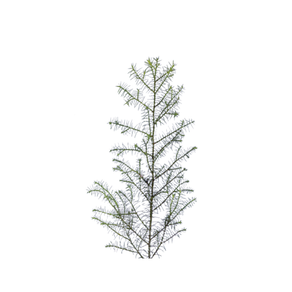 Japanese Cedar (Asparagus) • Asiri Blooms