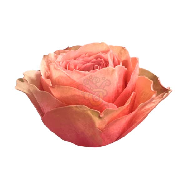 Kahala rose head in terracotta, grown in Ecuador by Asiri Blooms