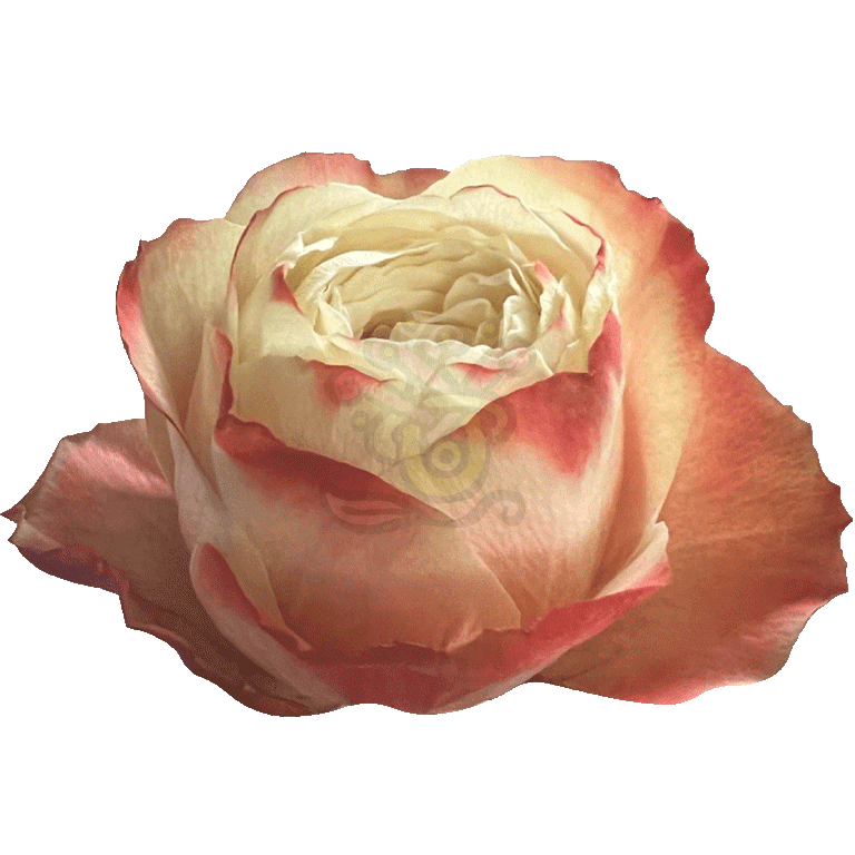 Karma Roses Bicolored 2