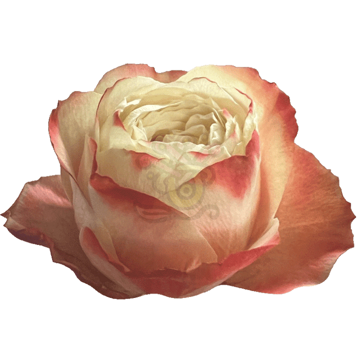 Karma Roses Bicolored 2