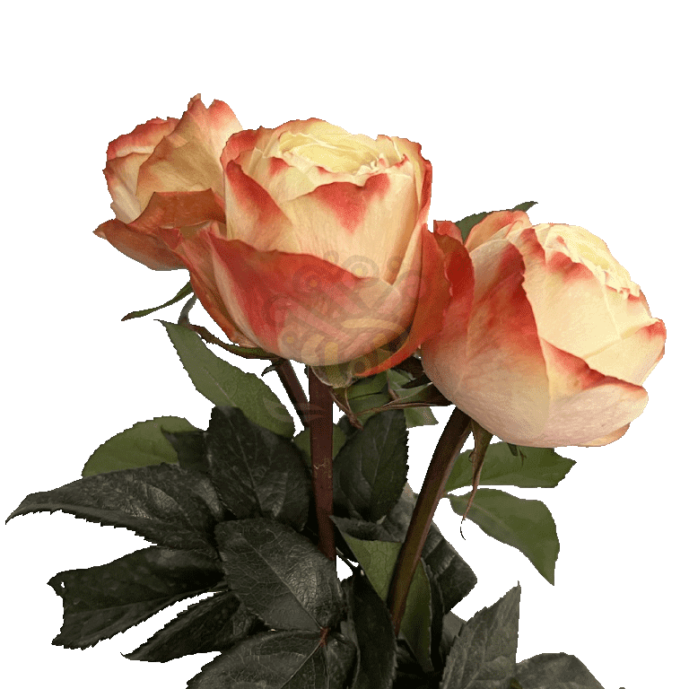 Karma Roses Bicolored 3