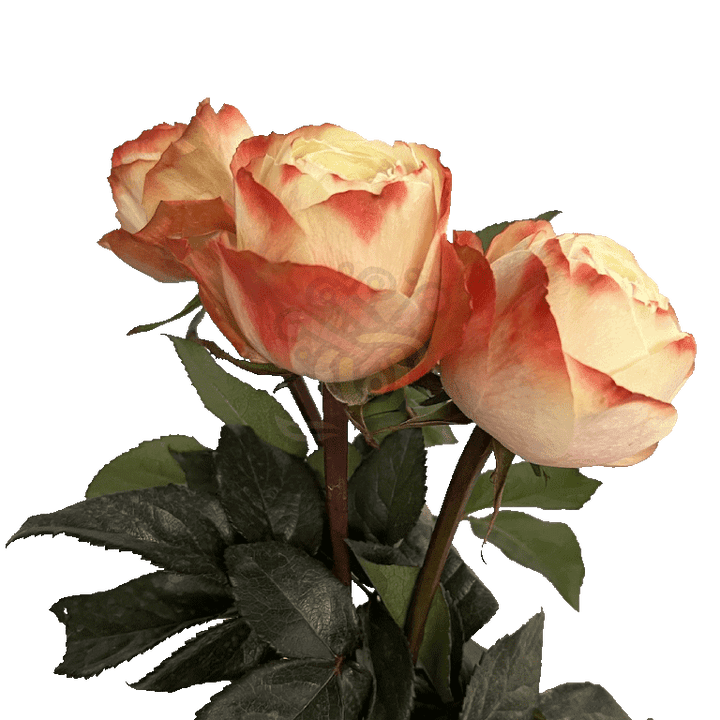 Karma Roses Bicolored 3
