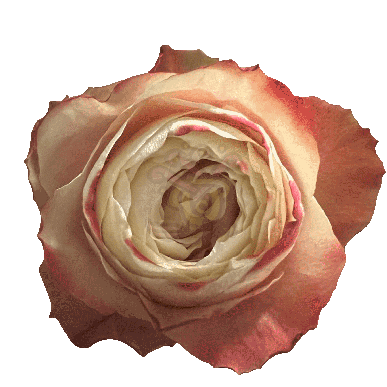 Karma Roses Bicolored