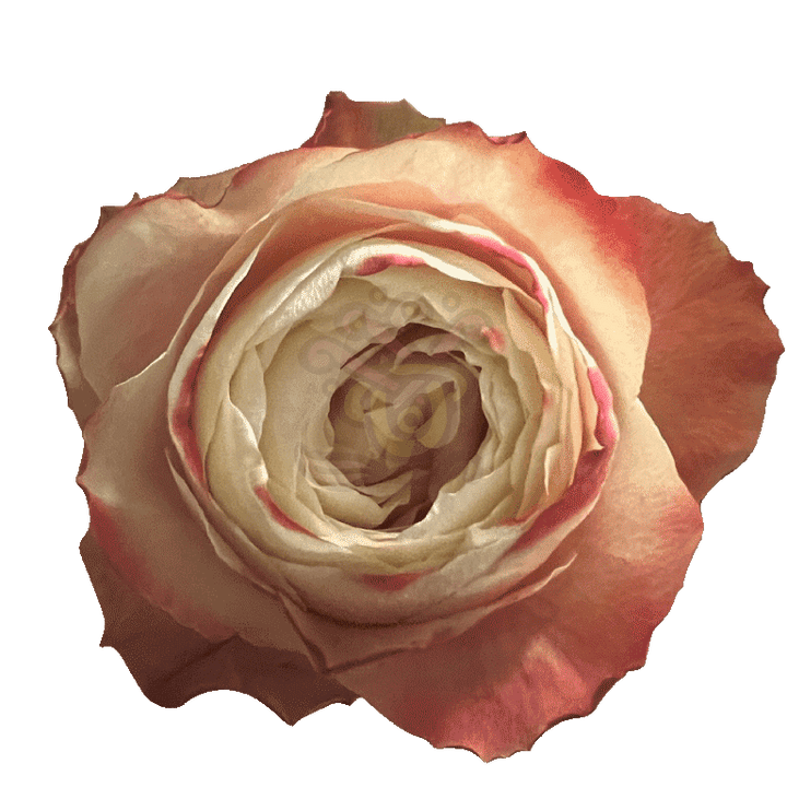 Karma Roses Bicolored
