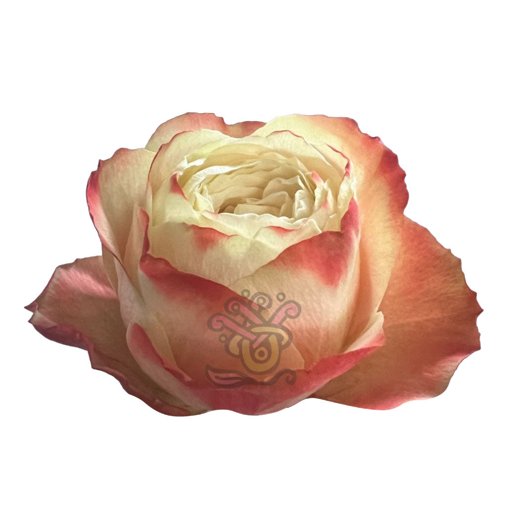 Karma Roses • Asiri Blooms