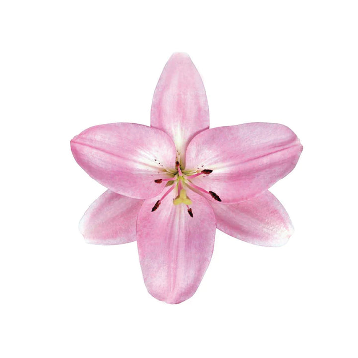 La Lilies Light Pink • Asiri Blooms