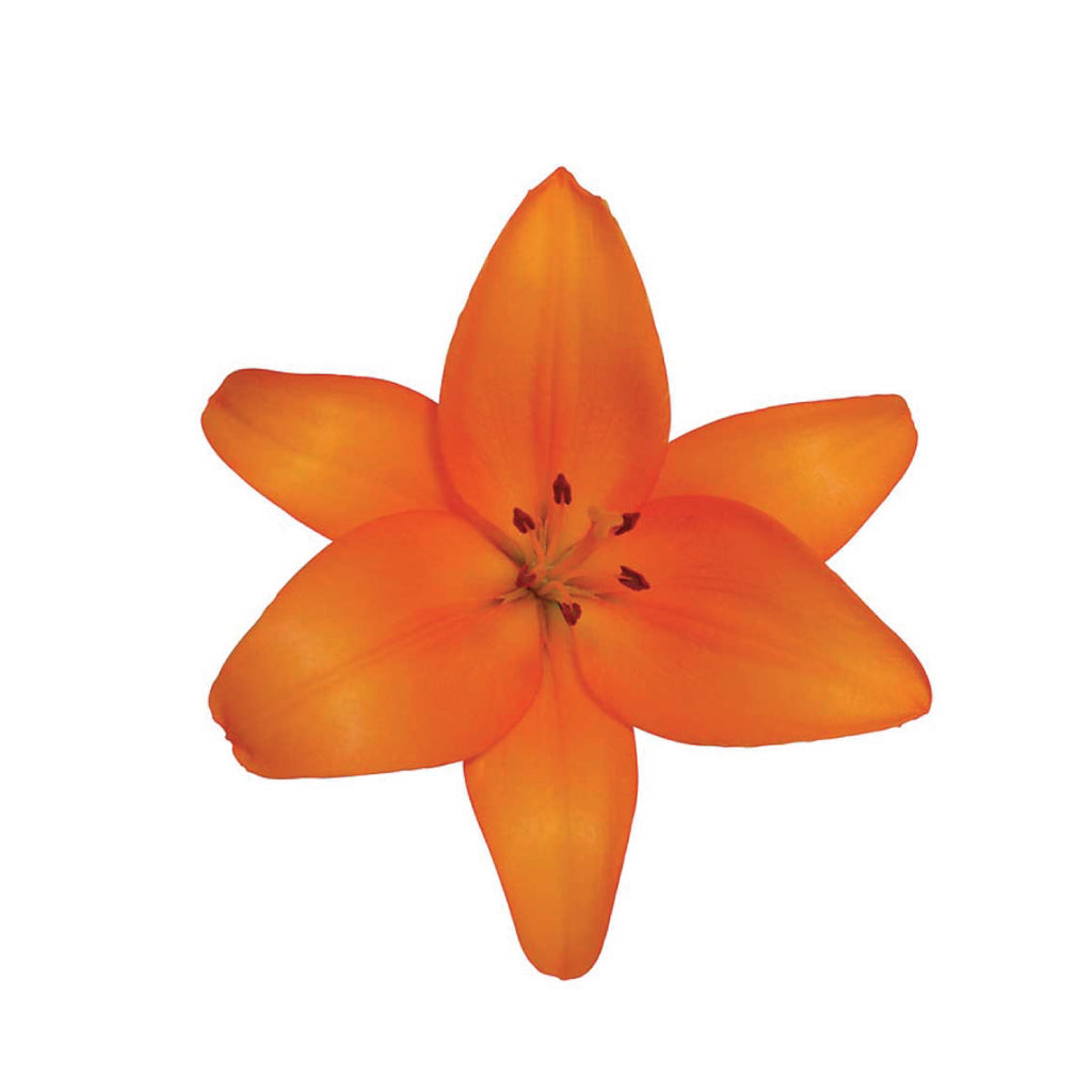 La Lilies Honesty Orange • Asiri Blooms