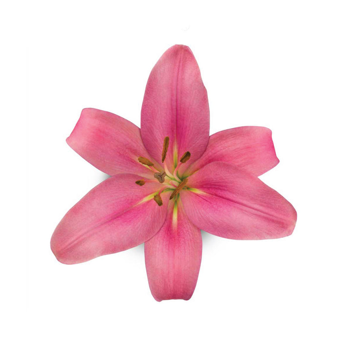 La Lilies Indian Summer Pink • Asiri Blooms
