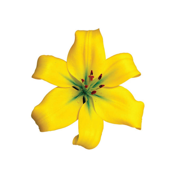 La Lilies Mynnou Yellow • Asiri Blooms