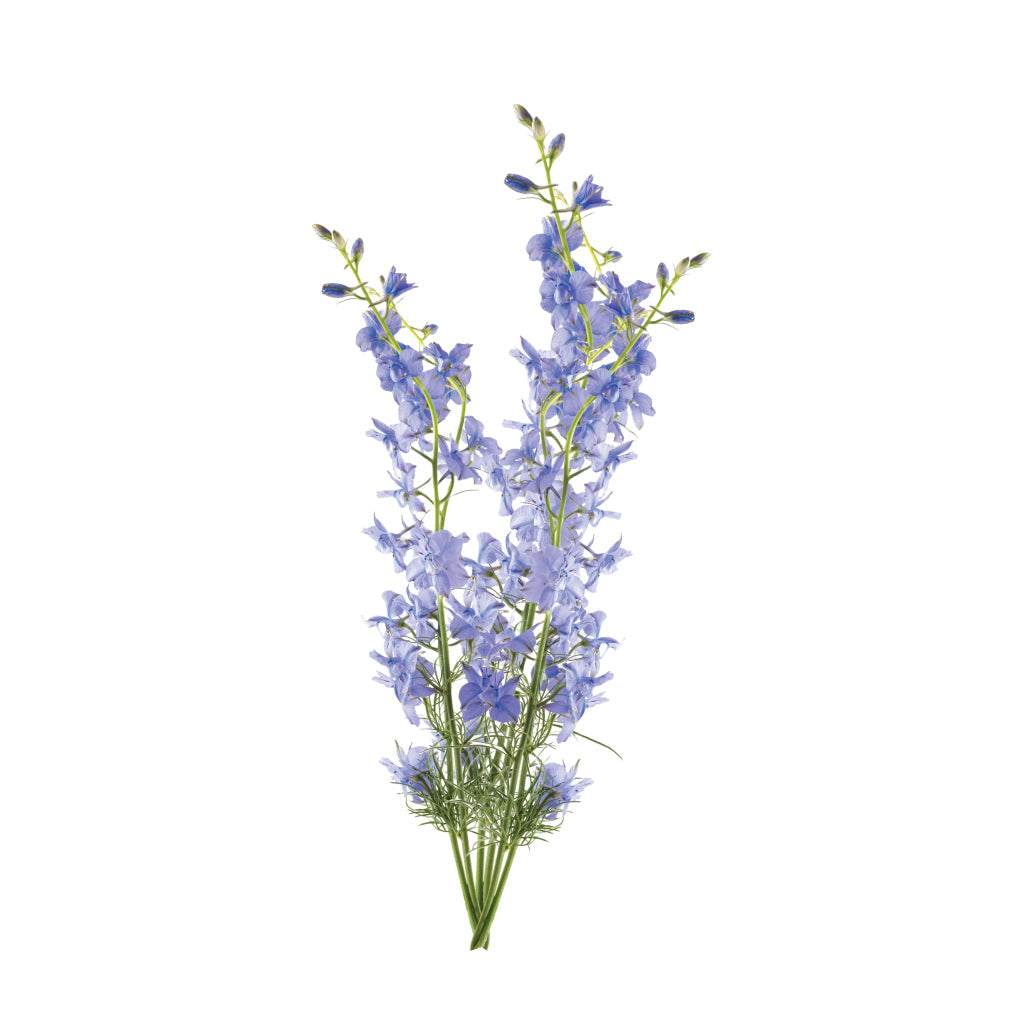 Larkspur • Asiri Blooms