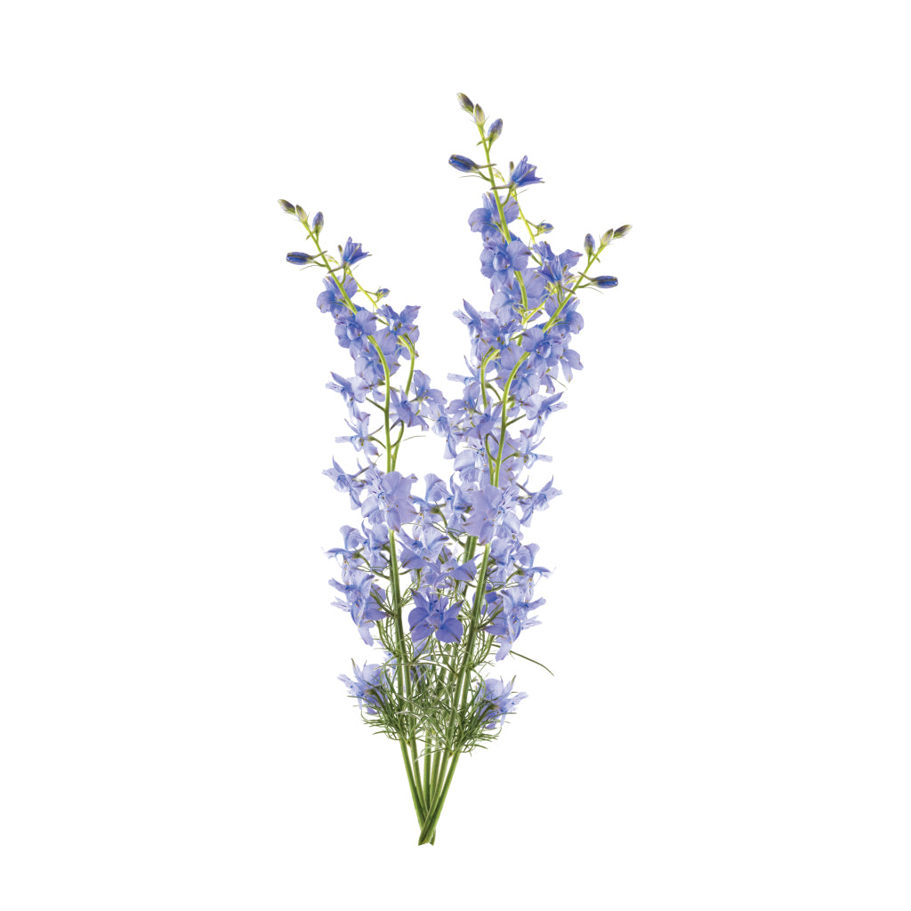 Larskpur Blue • Asiri Blooms • Bulk Flowers
