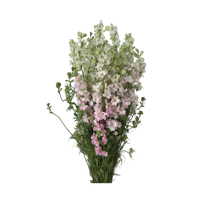 Larskpur Pink • Asiri Blooms • Bulk Flowers
