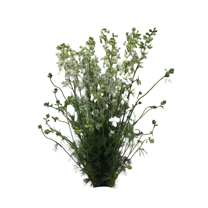 Larskpur White • Asiri Blooms • Bulk Flowers