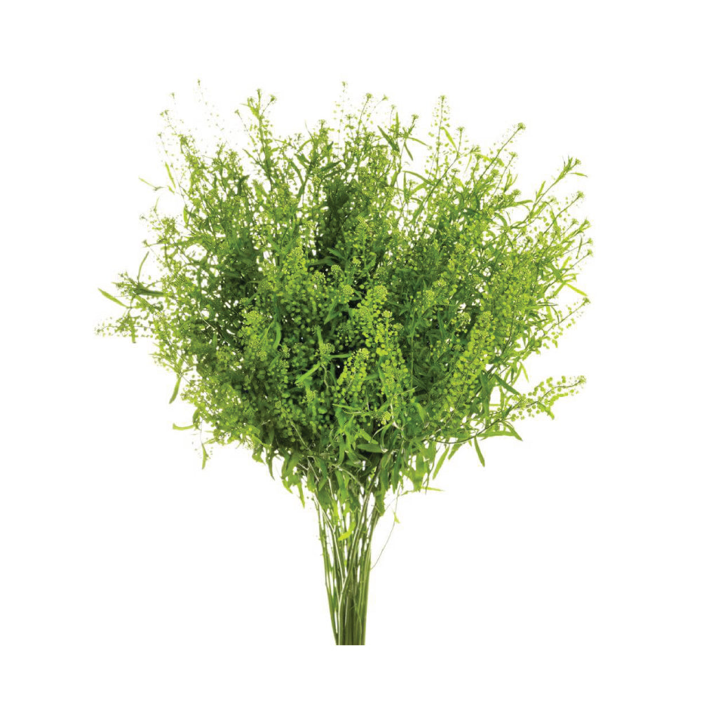 Lepidium Green Dragon • Asiri Blooms • Bulk Flowers