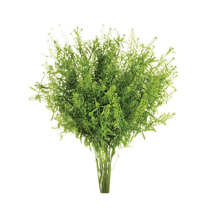 Lepidium green