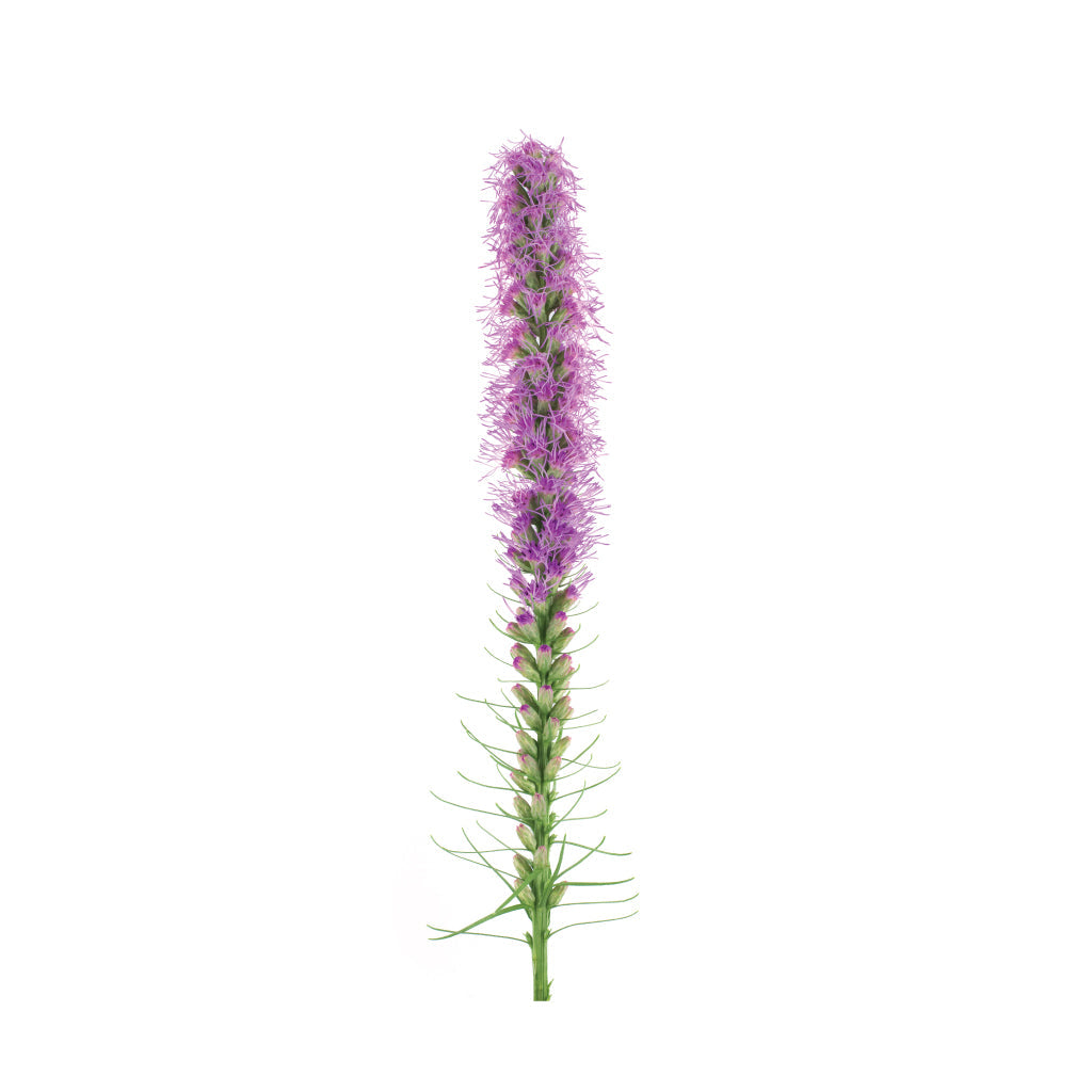 Liatris Purple • Asiri Blooms