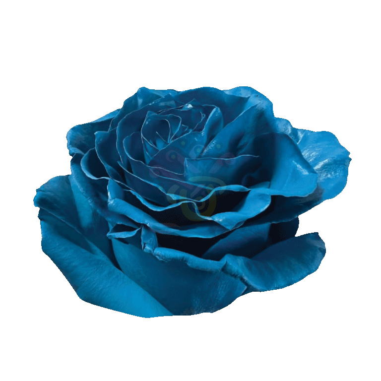Light Blue Tinted Roses 2