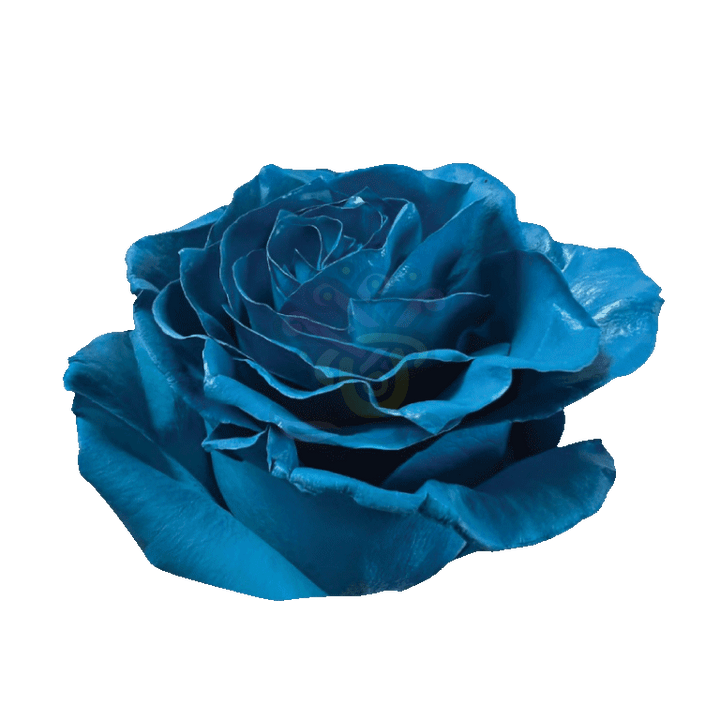 Light Blue Tinted Roses 2