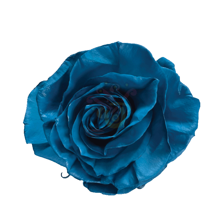 Light Blue Tinted Roses