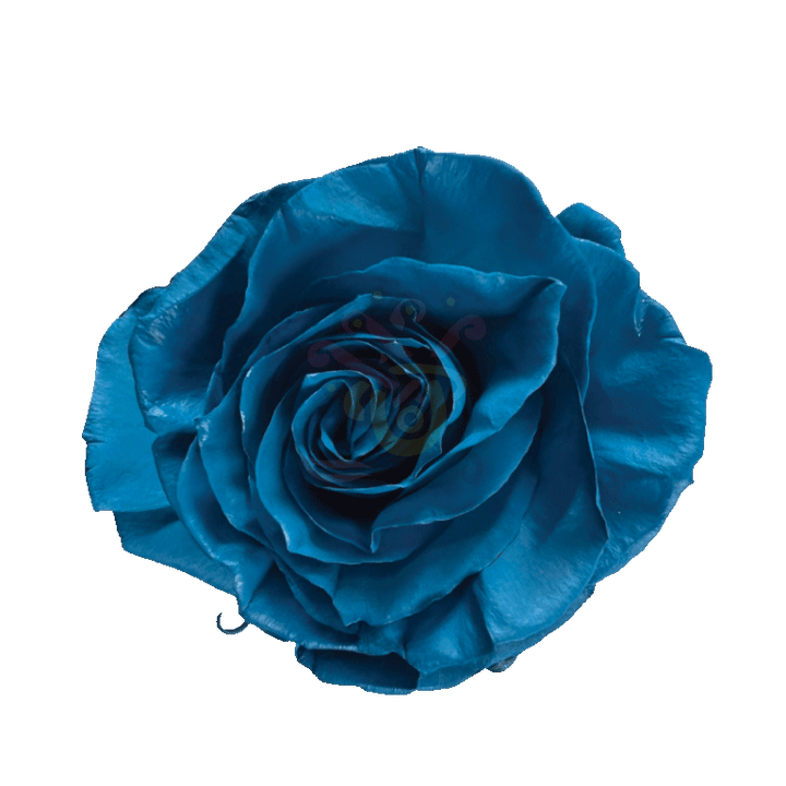 Light Blue Tinted Roses