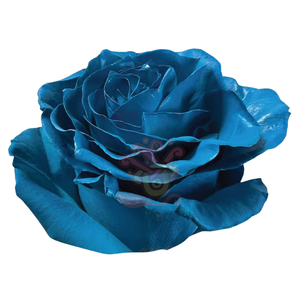 Light Blue Tinted Roses • Asiri Blooms