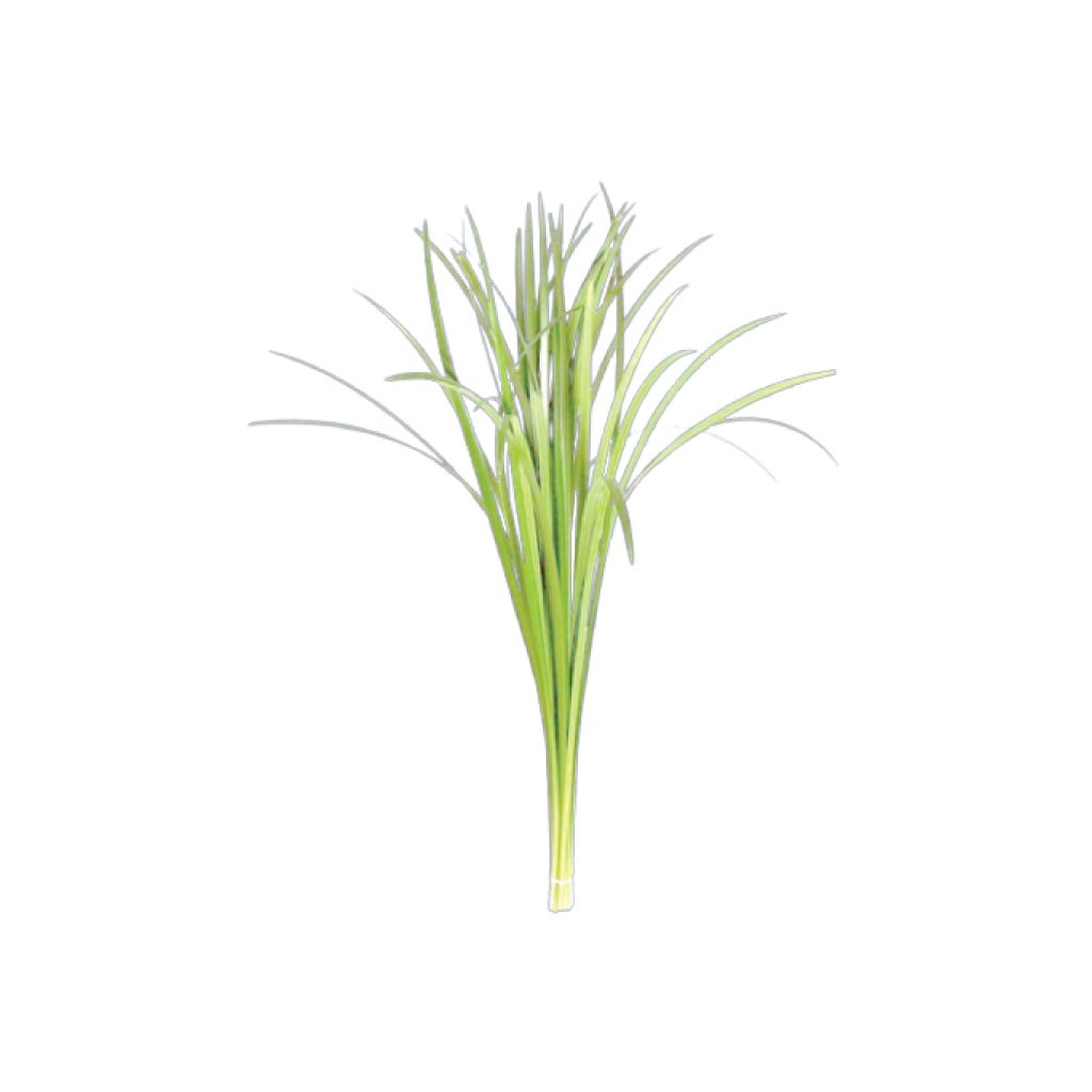 Lily Grass • Asiri Blooms