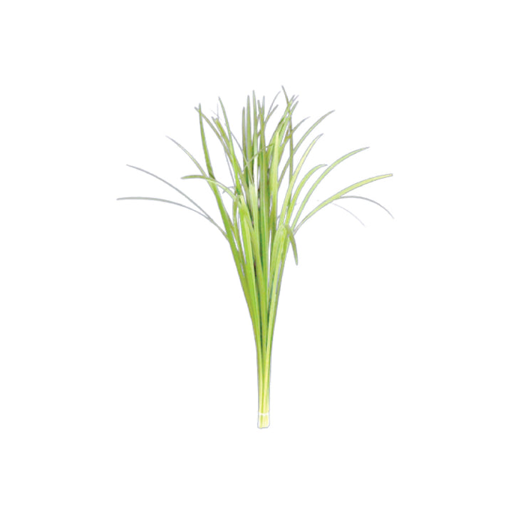 Lily Grass • Asiri Blooms