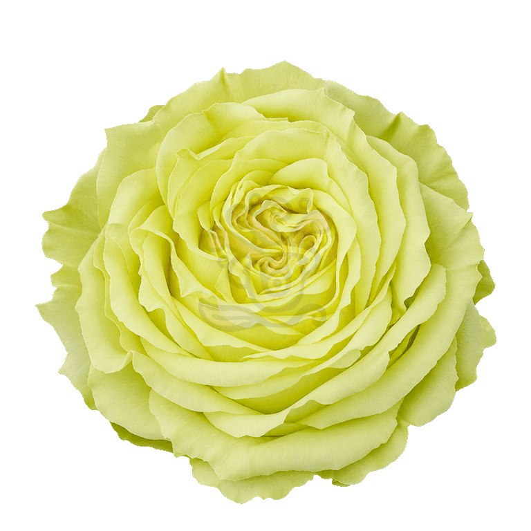 Lemonade Roses Green 2