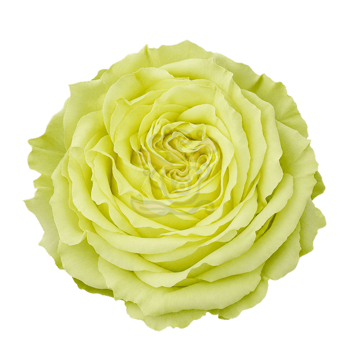 Lemonade Roses Green 2