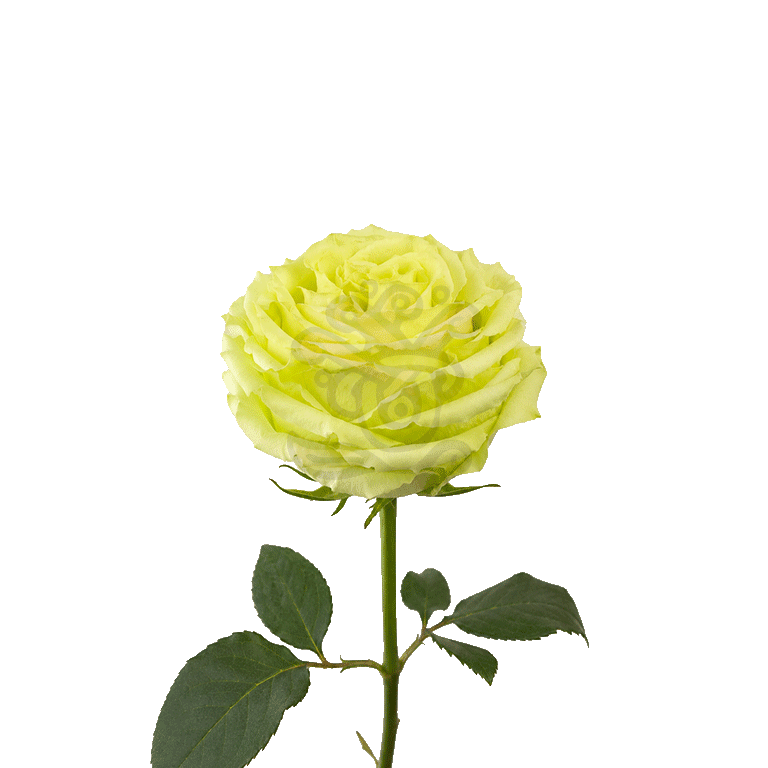 Lemonade Roses Green 3