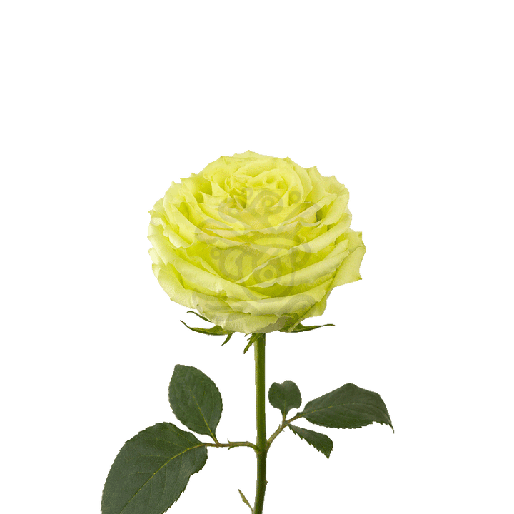 Lemonade Roses Green 3