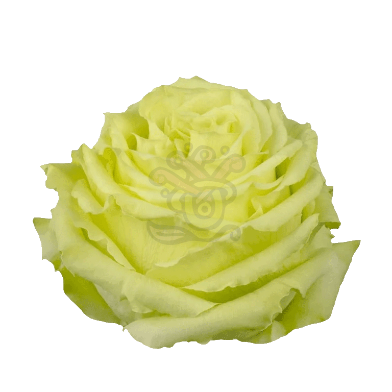 Lemonade Roses Green