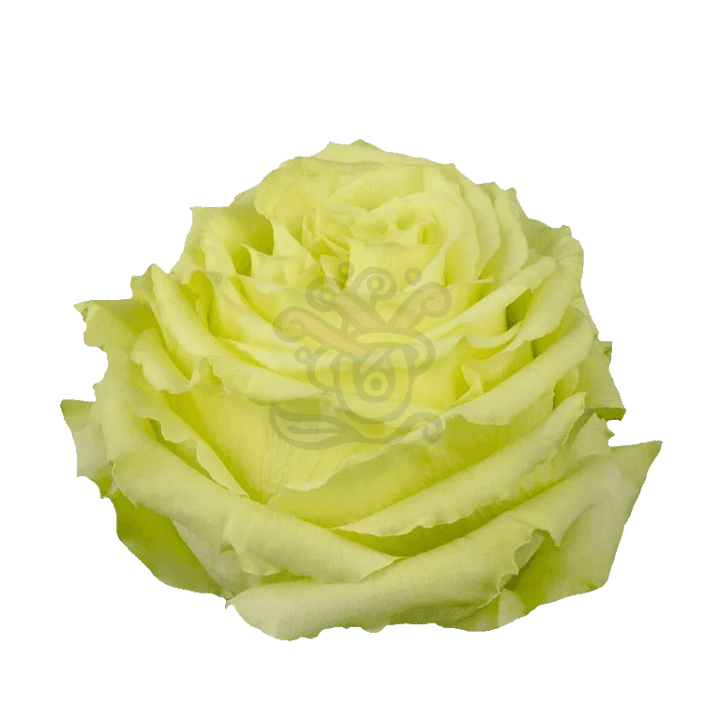Lemonade Roses Green