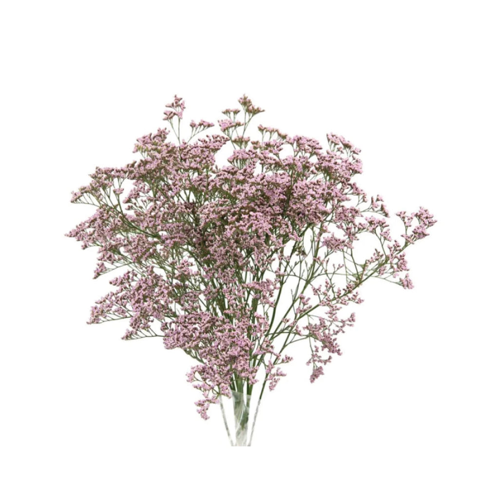 Limonium Oshi Pink • Asiri Blooms