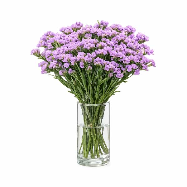 Limonium