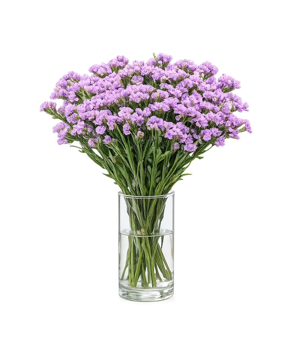 Limonium 2