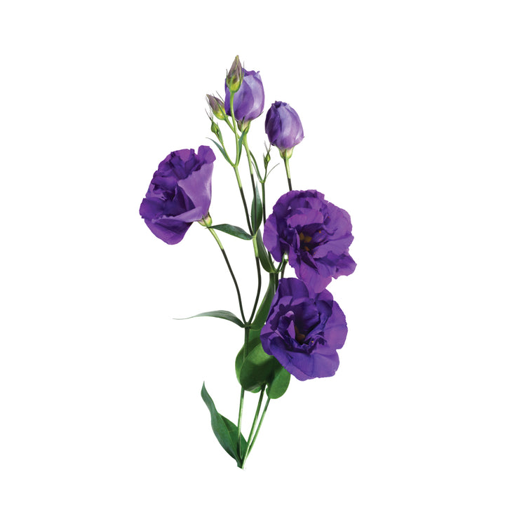 Lisianthus Blue • Asiri Blooms