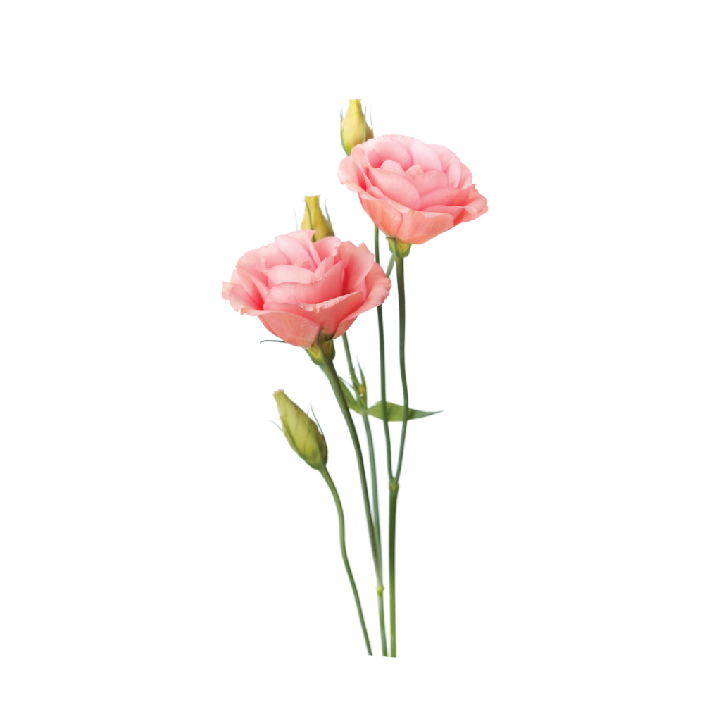 Lisianthus Pink • Asiri Blooms